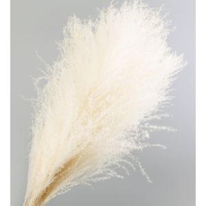 White Pampas Grass | 5 Stems